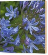 Blue Agapanthus Wood Print