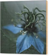 Blue Alien Flower Wood Print