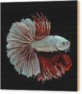 White And Red Betta Splendens, Siamese Fighting Fish Wood Print