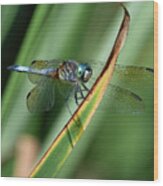 Blue Dasher Dragonfly On Blade Wood Print