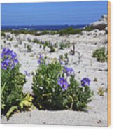 Blue Flowers And White Sand Dunes Chile Wood Print