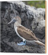 Blue-footed Booby Wood Print