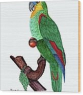 Blue Fronted Parrot Day 5 Challenge Wood Print