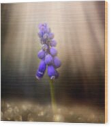Blue Grape Hyacinth Print Wood Print