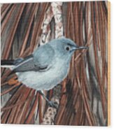 Blue-grey Gnatcatcher Wood Print
