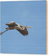 Blue Heron In Flight Wood Print
