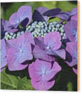 Blue Hydrangea Buding Wood Print