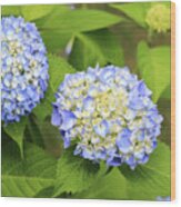 Blue Hydrangea Deux Wood Print