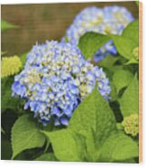 Blue Hydrangea Wood Print