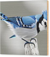 Blue Jay Wood Print