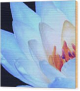 Blue Lily Close-up Wood Print