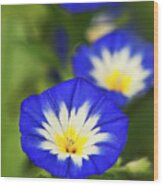 Blue Morning Glory Flowers Wood Print