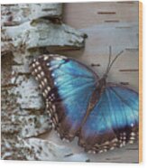 Blue Morpho Butterfly On White Birch Bark Wood Print