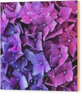 Blue Pink Hydrangea Wood Print