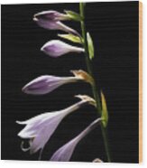 Blue Plantain Lily 2 Wood Print