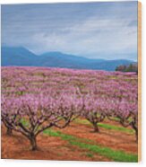 Blue Ridge Mountains South Carolina Peach Fields Forever Wood Print