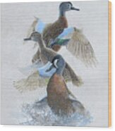 Blue-winged Teal Taking Off Wood Print