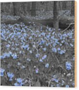 Bluebell Patch Wood Print
