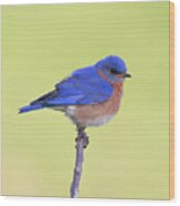Perched Bluebird 1 Wood Print