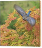 Bluebird Flying Wood Print