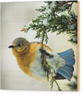 Bluebird In Winter Wood Print