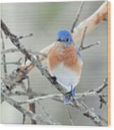 Bluebird Perched Photograph Wood Print
