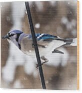 Bluejay In The Snow Wood Print