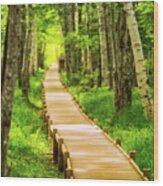 Boardwalk In The Forest Wood Print