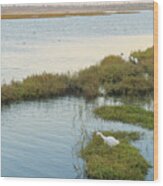 Bolsa Chica Marsh Wood Print