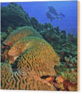 Bonaire Brain Coral With Divers Uw9888 Wood Print