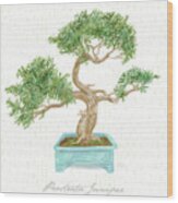 Bonsai Trees - Prostrata Juniper Wood Print