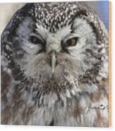 Boreal Owl Close Up Wood Print