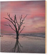 Botany Bay Oak At Sunrise Wood Print