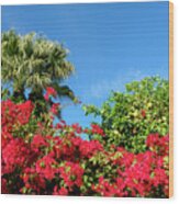 Bougainvillea Palm Springs California 0440-100 Wood Print