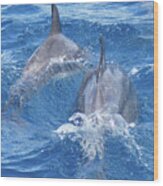 Bow-riding Bottlenose Dolphin Pair Wood Print