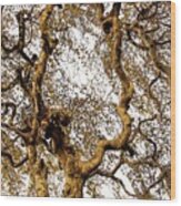 Branch Sky Wood Print