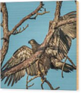 Branching Juvenile Eagle Wood Print