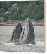 Breaching Whales Wood Print