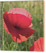 Bright Red Petals Of A Poppy Wood Print