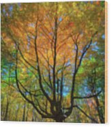 Brilliant Autumn Colors Wood Print