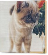 British Shorthair Cat 2 Wood Print