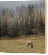 Brown And Black Horses In The Field. South Tyrol Italy Wood Print