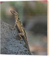 Brown Anole Female In A Garden Wood Print