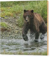 Brown Bear Chasing Salmon In Pack Creek, Alaska #2 Wood Print