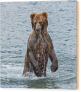 Brown Bear Standing In Water Wood Print