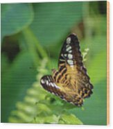 Brown Clipper Butterfly On Fern Leaf Wood Print