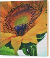Bubble Bee Feeding On A Sunflower Wood Print
