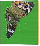 Buckeye Butterfly Wood Print