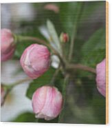 Buds In Pink Wood Print