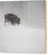 Buffalo In Winter Storm Wood Print